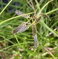 Cyperus sanguinolentus at Mount Clear, ACT - 23 Mar 2022