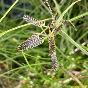 Cyperus sanguinolentus at Mount Clear, ACT - 23 Mar 2022