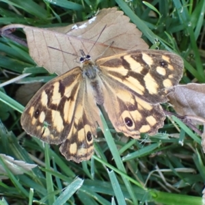 Heteronympha paradelpha at Cook, ACT - 20 Mar 2022