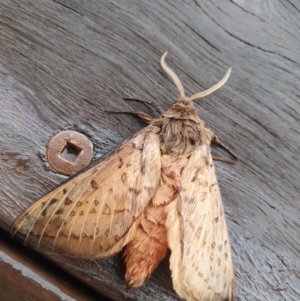 Oxycanus silvanus at Gundaroo, NSW - 20 Jun 2020