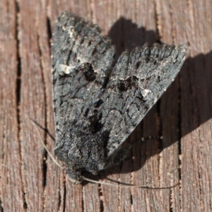 Neumichtis nigerrima at Gundaroo, NSW - 26 Aug 2020 12:59 PM