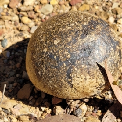 Pisolithus marmoratus (Horse Dung Fungus) at Bruce Ridge - 23 Mar 2022 by trevorpreston