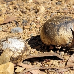 Pisolithus marmoratus at O'Connor, ACT - 23 Mar 2022