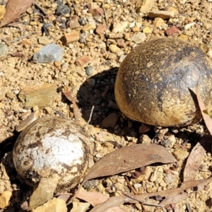 Pisolithus marmoratus at O'Connor, ACT - 23 Mar 2022 01:58 PM