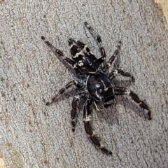 Sandalodes superbus (Ludicra Jumping Spider) at Lyneham, ACT - 23 Mar 2022 by trevorpreston