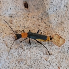 Chauliognathus tricolor (Tricolor soldier beetle) at Lyneham, ACT - 23 Mar 2022 by trevorpreston