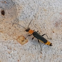 Chauliognathus tricolor at Lyneham, ACT - 23 Mar 2022