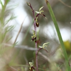 Acianthus exsertus (Large Mosquito Orchid) at Woodlands, NSW - 23 Mar 2022 by Snowflake