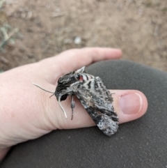 Agrius convolvuli (Convolvulus Hawk Moth) at Moncrieff, ACT - 24 Mar 2022 by JoAllton