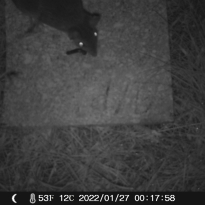 Perameles nasuta (Long-nosed Bandicoot) at Namadgi National Park - 26 Jan 2022 by heatherb1997