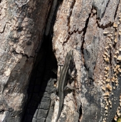 Pseudemoia spenceri (Spencer's Skink) at Namadgi National Park - 22 Mar 2022 by heatherb1997