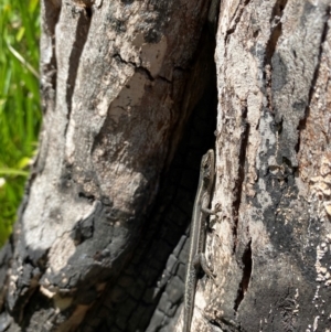 Pseudemoia spenceri at Booth, ACT - 22 Mar 2022 12:46 PM