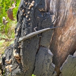 Pseudemoia spenceri at Booth, ACT - 22 Mar 2022 12:46 PM