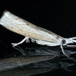 Culladia cuneiferellus at Ainslie, ACT - 18 Oct 2021 11:19 PM