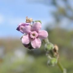 Cynoglossum australe (Australian Forget-me-not) at Paddys River, ACT - 30 Nov 2021 by MichaelBedingfield