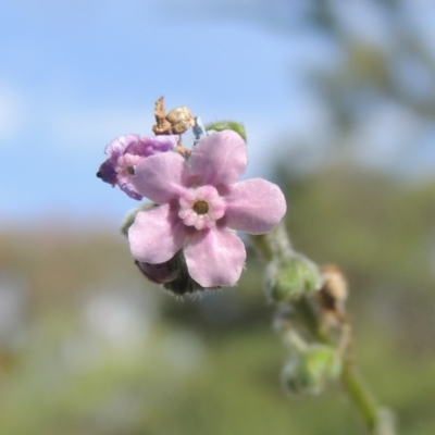 Cynoglossum australe (Australian Forget-me-not) at Paddys River, ACT - 30 Nov 2021 by michaelb