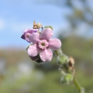 Cynoglossum australe at Paddys River, ACT - 30 Nov 2021