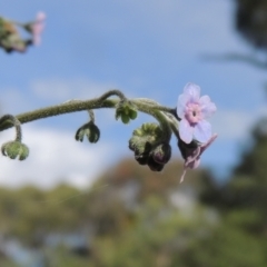 Cynoglossum australe at Paddys River, ACT - 30 Nov 2021 04:48 PM