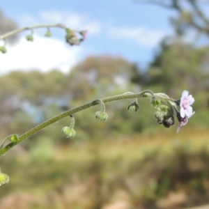 Cynoglossum australe at Paddys River, ACT - 30 Nov 2021