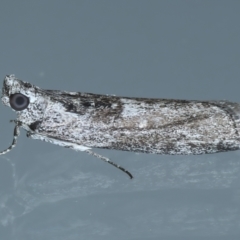 Nephopterix melanostyla (A Pyralid or Snout Moth) at Ainslie, ACT - 18 Oct 2021 by jb2602