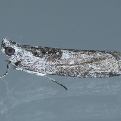 Nephopterix melanostyla (A Pyralid or Snout Moth) at Ainslie, ACT - 18 Oct 2021 by jb2602