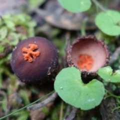 Calostoma fuscum (Common Prettymouth) at Paddys River, ACT - 23 Mar 2022 by RobG1