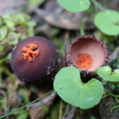 Calostoma fuscum (Common Prettymouth) at Tidbinbilla Nature Reserve - 23 Mar 2022 by RobG1