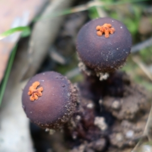 Calostoma fuscum at Paddys River, ACT - 23 Mar 2022 03:25 PM