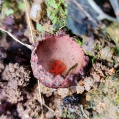 Calostoma fuscum at Paddys River, ACT - 23 Mar 2022