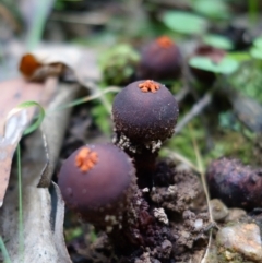 Calostoma fuscum at Paddys River, ACT - 23 Mar 2022 03:25 PM