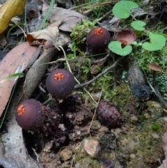 Calostoma fuscum at Paddys River, ACT - 23 Mar 2022 03:25 PM