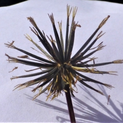 Bidens subalternans (Greater Beggars Ticks) at Molonglo River Reserve - 22 Mar 2022 by Boronia