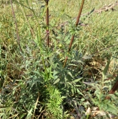 Bidens subalternans at Whitlam, ACT - 23 Mar 2022 10:39 AM