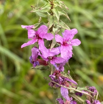 Lythrum salicaria (Purple Loosestrife) at QPRC LGA - 24 Mar 2022 by Steve_Bok