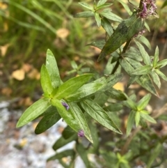Lythrum salicaria at Burra, NSW - 24 Mar 2022