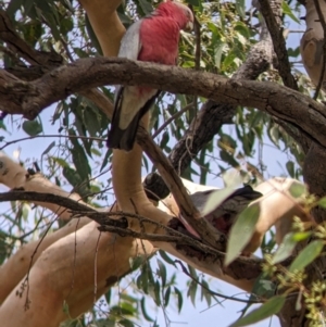 Eolophus roseicapilla at Springdale Heights, NSW - 24 Mar 2022 11:50 AM