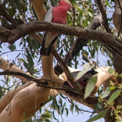 Eolophus roseicapilla (Galah) at Albury - 24 Mar 2022 by Darcy