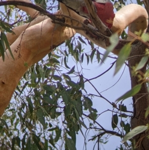 Eolophus roseicapilla at Springdale Heights, NSW - 24 Mar 2022 11:50 AM