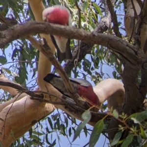 Eolophus roseicapilla at Springdale Heights, NSW - 24 Mar 2022 11:50 AM