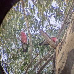 Eolophus roseicapilla (Galah) at Albury - 24 Mar 2022 by Darcy