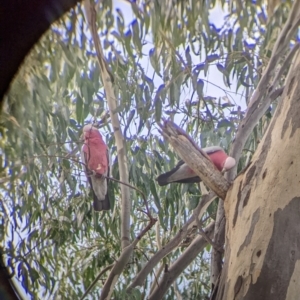 Eolophus roseicapilla at Lavington, NSW - 24 Mar 2022 12:11 PM