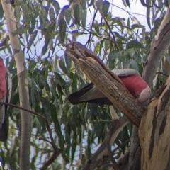 Eolophus roseicapilla at Lavington, NSW - 24 Mar 2022 12:11 PM