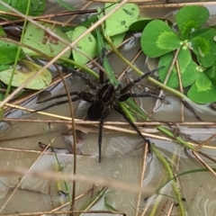 Dolomedes (genus) (Fishing spider) at Molonglo Valley, ACT - 24 Mar 2022 by galah681