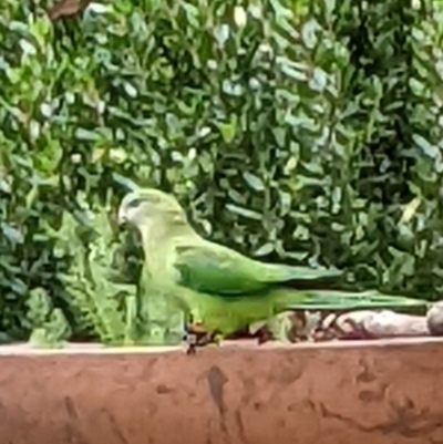 Polytelis swainsonii (Superb Parrot) at Hackett, ACT - 24 Mar 2022 by AniseStar