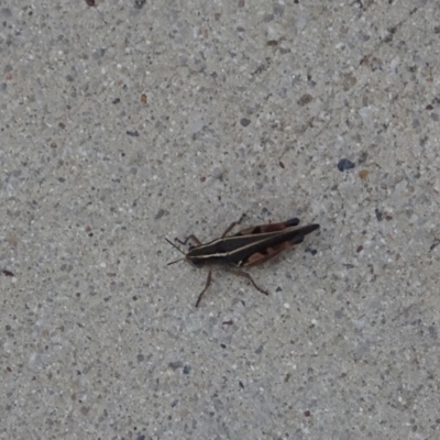 Phaulacridium vittatum (Wingless Grasshopper) at Namadgi National Park - 21 Mar 2022 by GirtsO