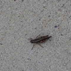 Phaulacridium vittatum (Wingless Grasshopper) at Corin Reservoir - 21 Mar 2022 by GirtsO