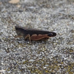 Phaulacridium vittatum at Cotter River, ACT - 21 Mar 2022