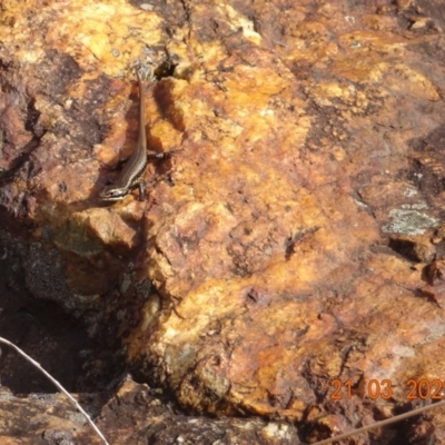 Eulamprus heatwolei (Yellow-bellied Water Skink) at Cotter River, ACT - 21 Mar 2022 by GirtsO