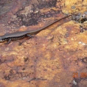 Eulamprus heatwolei at Cotter River, ACT - 21 Mar 2022 03:58 PM