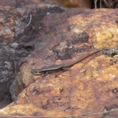 Eulamprus heatwolei at Cotter River, ACT - 21 Mar 2022 03:58 PM